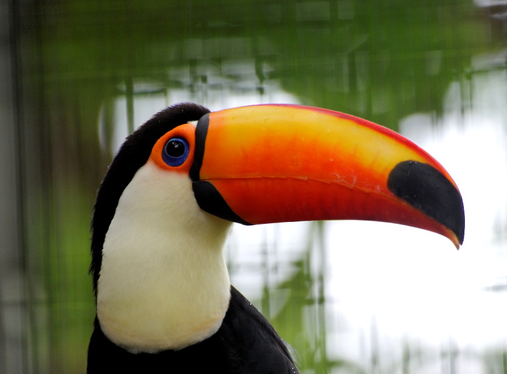 Toucan - Jurong Bird Park - Singapore