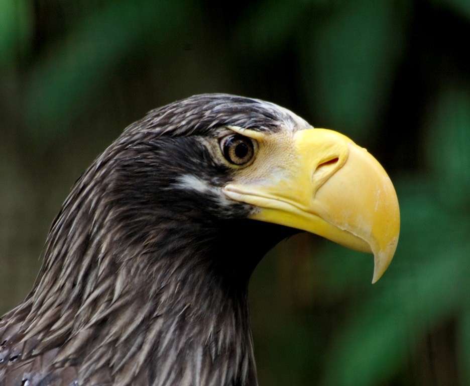 Eagle - Jurong Bird Park - Singapore