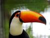 Toucan - Jurong Bird Park - Singapore