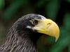 Eagle - Jurong Bird Park - Singapore