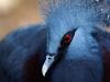 "Pigeon punk" - Jurong Bird Park - Singapore